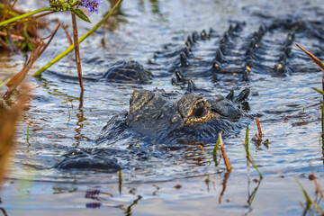 Everglades, Florida, USA