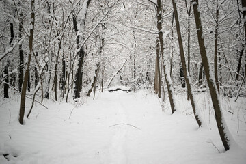 Trees and earth in the winter forest abundantly covered with clean snow