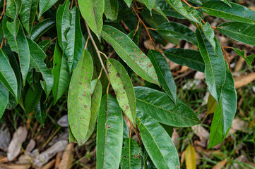 Leaf spot disease in durian tree, leaves with insects in the garden , problems of agriculture in Thailand