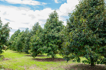 Fresh durian tree beautiful garden with nice sky, best quality product food in Chanthaburi,...