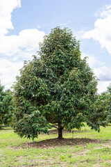 Fresh durian tree beautiful garden with nice sky, best quality product food in Chanthaburi,...