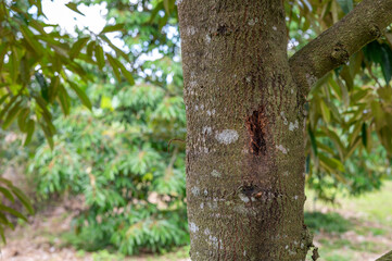 Obraz premium Root rot disease in durian tree, using topical drug to treat disease 