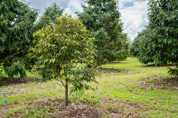 Fototapeta na wymiar Small durian tree in the garden , agriculture in Thailand
