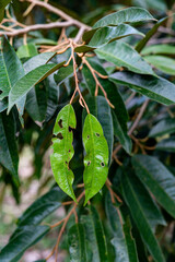 Durian leaves with holes from insects on tree in the garden, problem of agriculture in Thailand, nature background