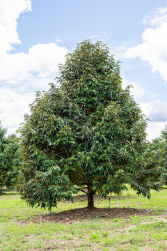 Fresh durian tree beautiful garden with nice sky, best quality product food in Chanthaburi, Thailand for export
