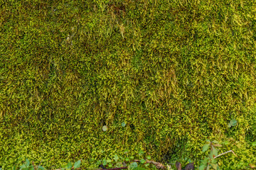 moss texture