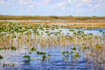 Everglades, Florida, USA