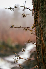 Poison Ivy Winter Berries Tree