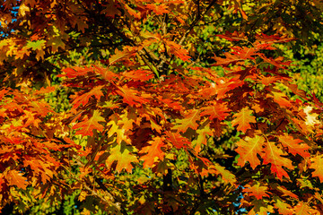 Autumn colors in the park 