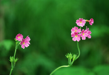 a single primrose in the field