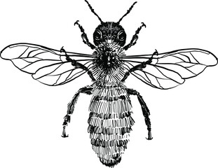 the vector illustration of the bee
