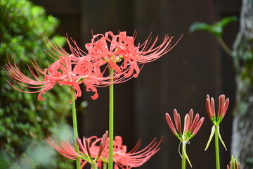 彼岸花