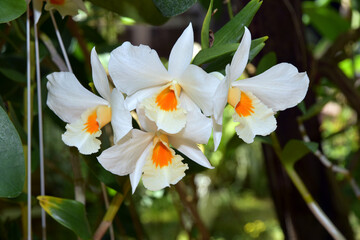 デンドロビウム　ランの花