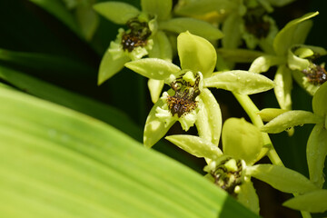 Obraz premium カクチョウラン 蘭の花