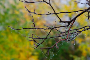 Foggy morning by the river 