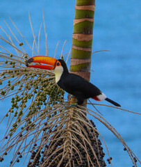 Toucan on a branch eating açaí © Ester Wise