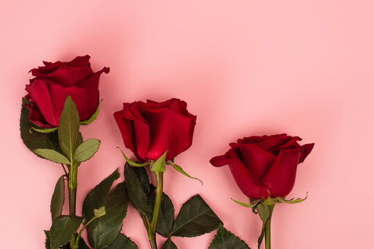 flat lay of red roses on pink background.