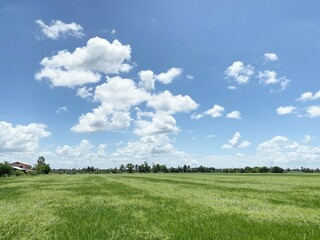 rice field in country Thailand