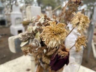 Dead flowers in a grave yard