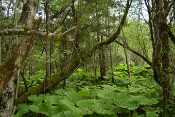 Fototapeta na wymiar Swamp like forest 