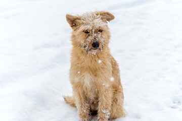 Stray red-haired dog is sitting in snow. Snow is falling, snow and ice stuck to her fur and muzzle. Topic: stray dogs, charity and shelter for homeless animals
