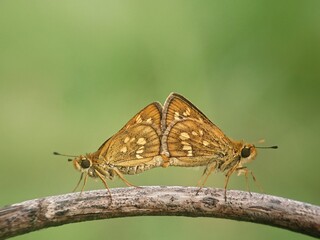 butterfly on a leaf