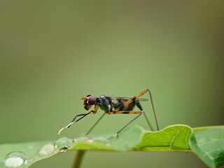 bug on a leaf