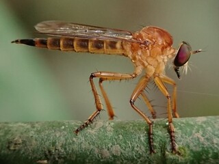 a fly on a leaf
