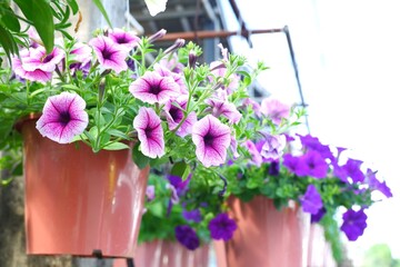purple petunia flowers are in bloom in pot on natural daylight green leaves background