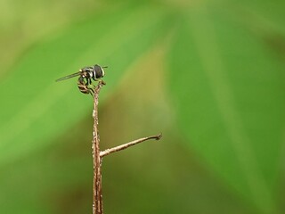 dragonfly on a leaf