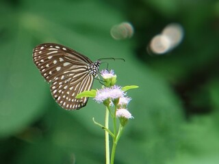 butterfly on a flower