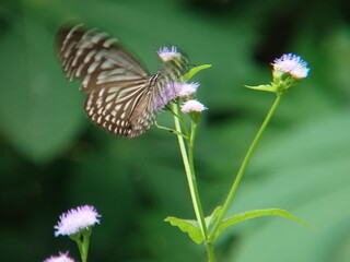 butterfly on a flower