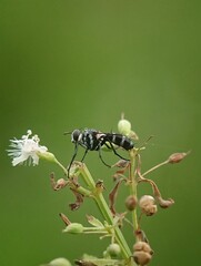 ant on a flower