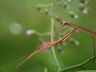 green praying mantis