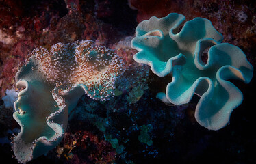 Corals on the Great Barrier Reef