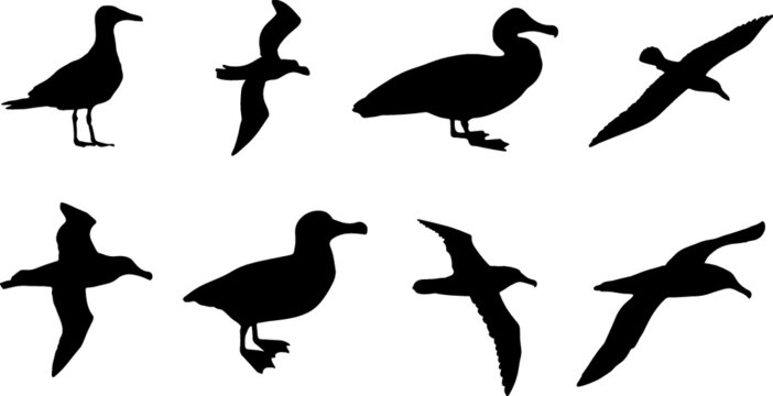 Albatross Bird Silhouette Pack
