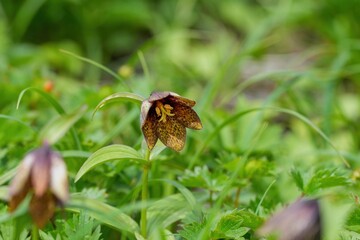 光を浴びて輝く満開のクロユリの花＠長野