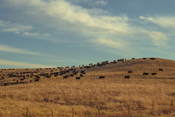 Fototapeta na wymiar landscape with bales