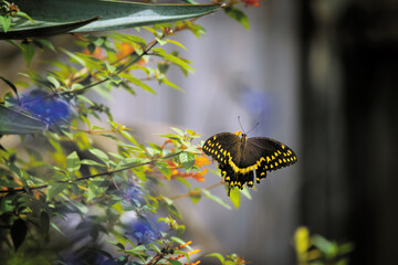 Swallowtail Butterfly on Cool Colors