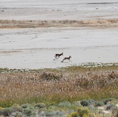 deer on the beach