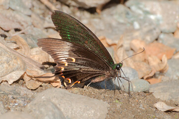Common Mormon butterfly (papilio polytes linnaeus), urinating on wet land. Image shot at Sikkim , India