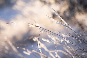 Thin blades of grass covered with laces of snow shining through the sun's rays. Snow covered grass covered with frost in a shape similar to feathers close-up.