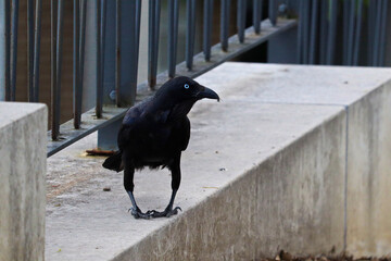 The Australian raven (Corvus coronoides) is a passerine bird in the genus Corvus native to much of southern and northeastern Australia