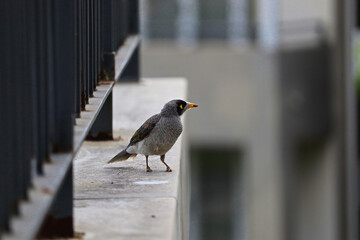 The noisy miner (Manorina melanocephala) is a bird in the honeyeater family, Meliphagidae, and is...