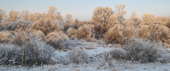 winter forest in the snow