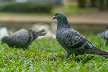 Colorful Pigeons playing in grass in Thailand
