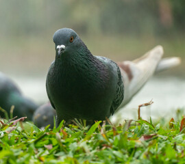 Colorful Pigeons playing in grass in Thailand