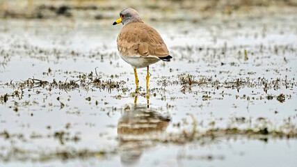 Grey-headed lapwing