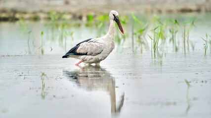 Asian openbill stork