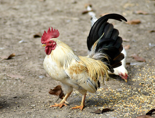 Beautiful rooster The fur is yellow and white, the tail is black.